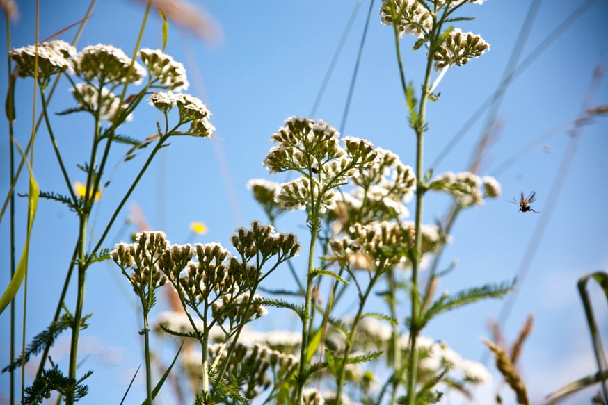 Yarrow